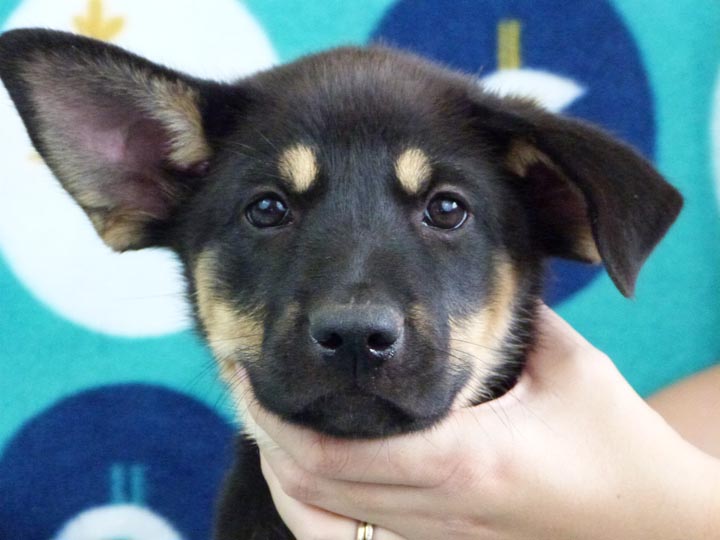 chinook puppy